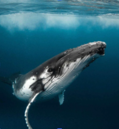 image of marine species