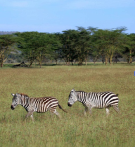 image of zebra